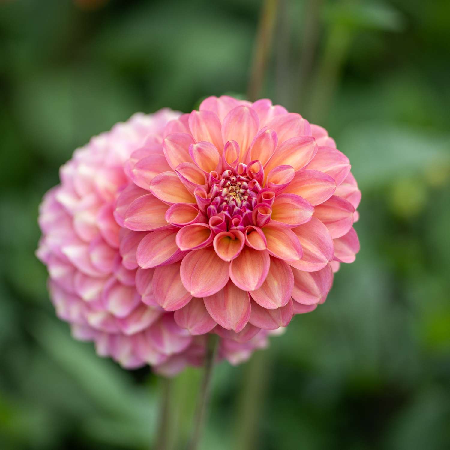 Daalia ‘Milena Fleur’